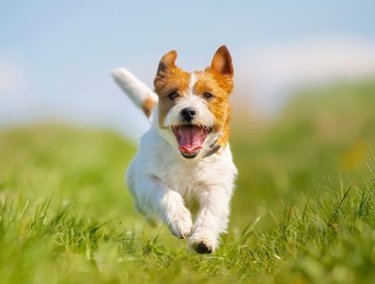 off leash dog image